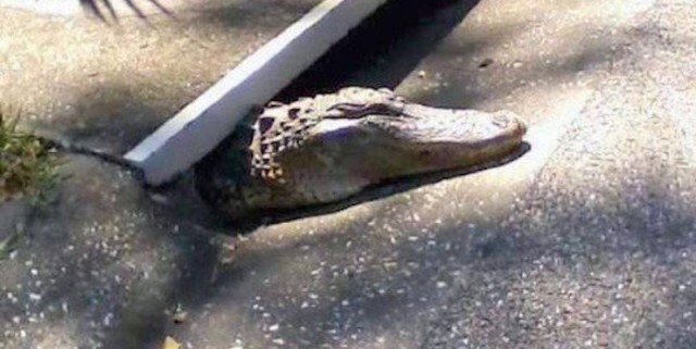 Двенадцать бессмысленных фот