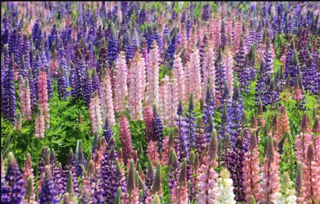 Штраф за 20 см: белорусы показывают высоту травы возле своих домов