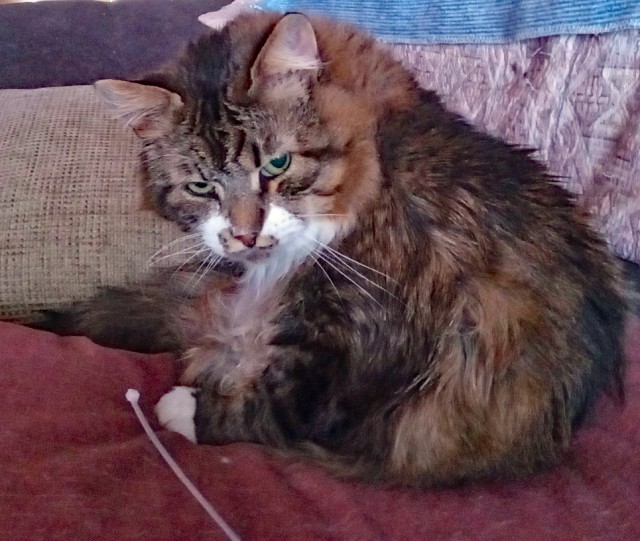 Котовторник жеж!!!