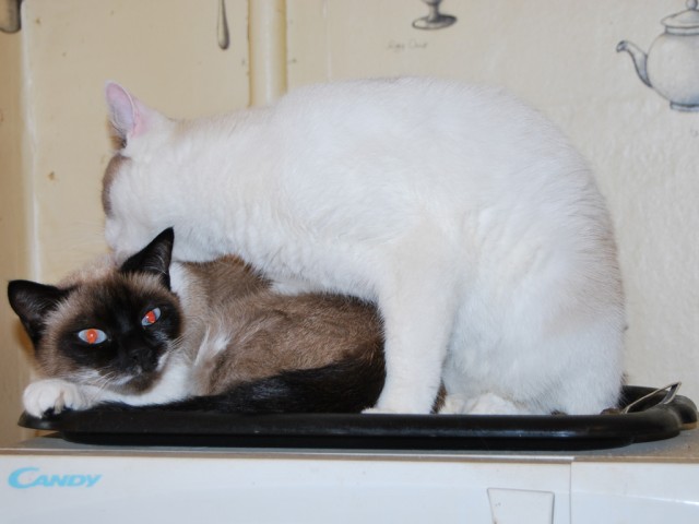 Котовторник 9.07.2013