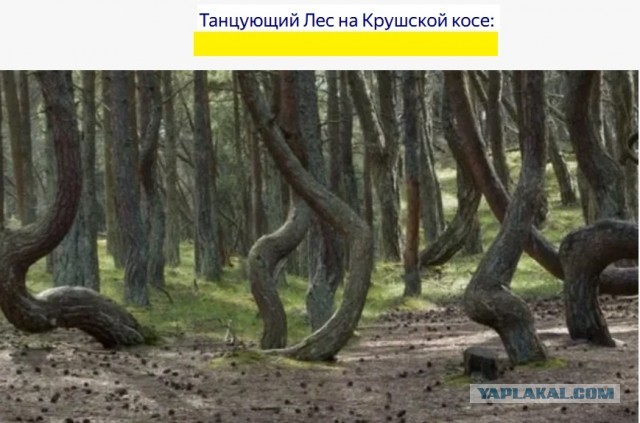 Пять жутких лесов