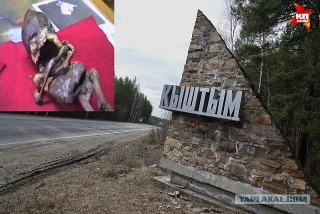 Пять жутких лесов