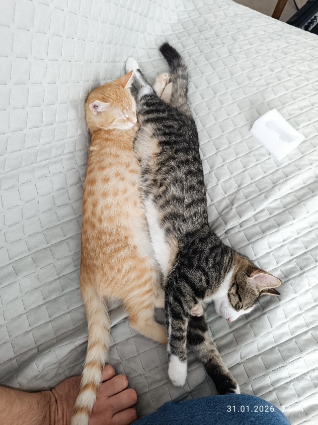 Спасение котят, не забугорное