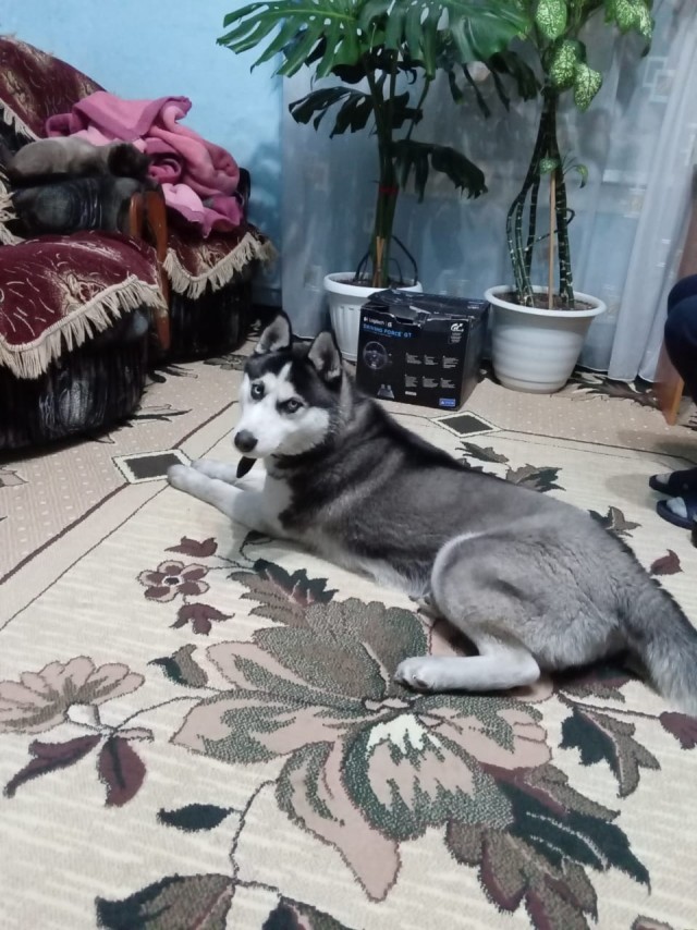 Комочек хочет на ручки