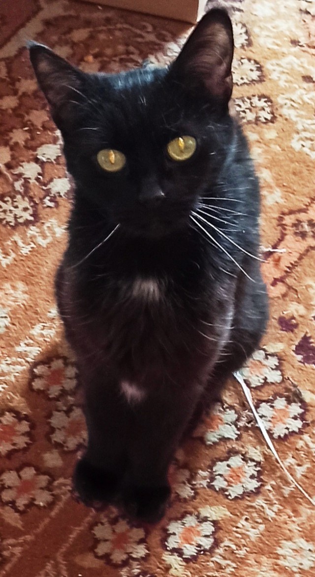 Котовторник. Маруселла.