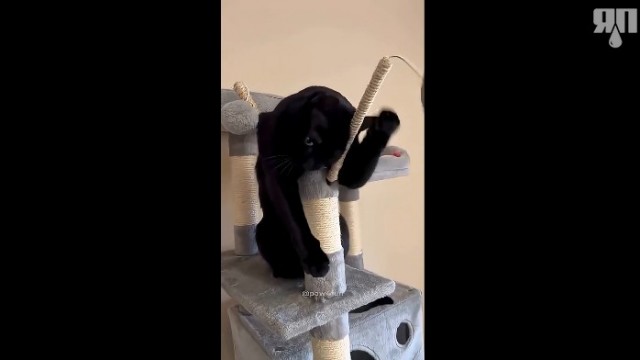 Котики