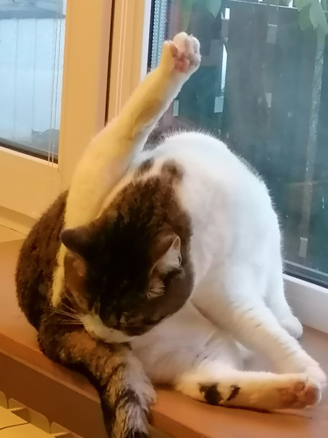Котовторник