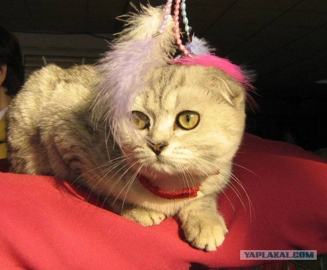 А он взял и не утонул!