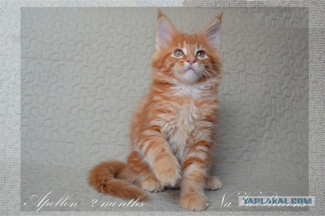 Котовторник 17.09.2013