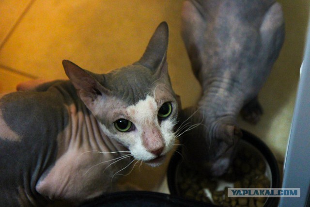 Котовторник 4.02.2014