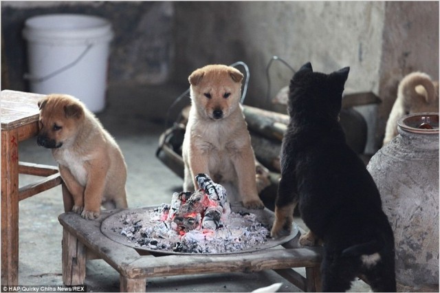 Братья.. давайте зажжем очаг! Погреемся