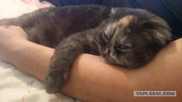 Котовторник  25.03.2014