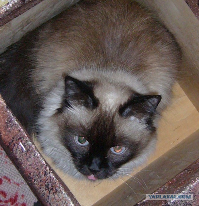 Разве может коробка пустовать?