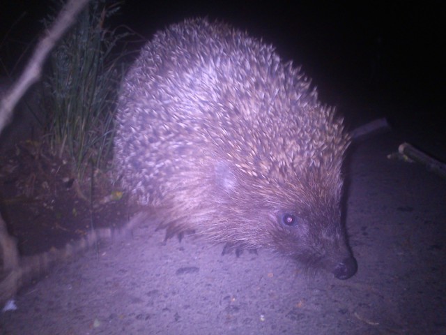 Первый Йожик 2014