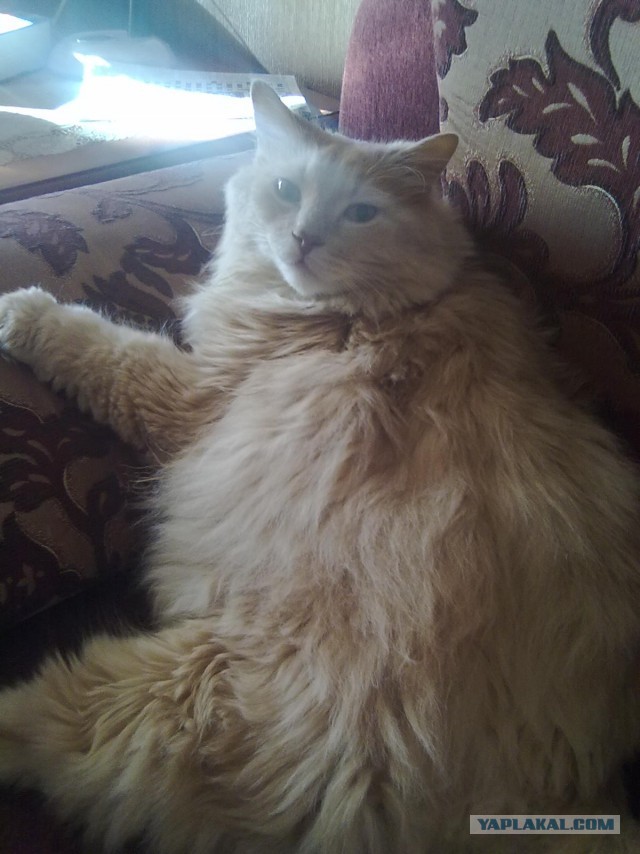 Котовторник 10.06.2014