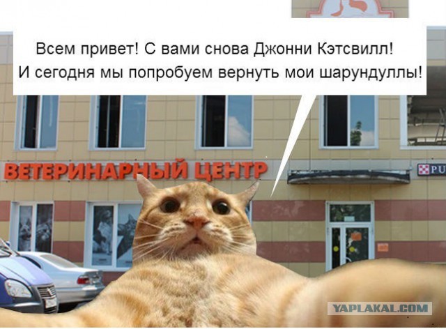 Вот так надо купать кота...