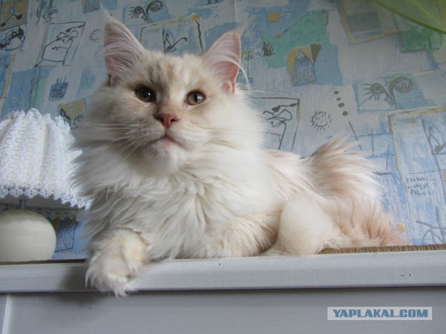 Котовторник 01.07.2014