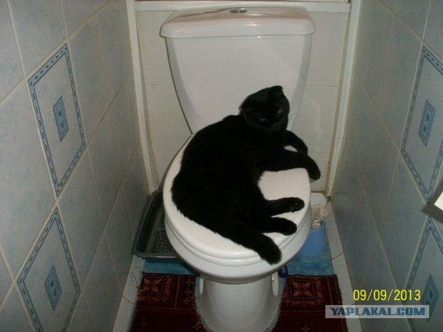 Котовторник  08.07.2014