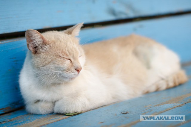 Котовторник 05.08.2014