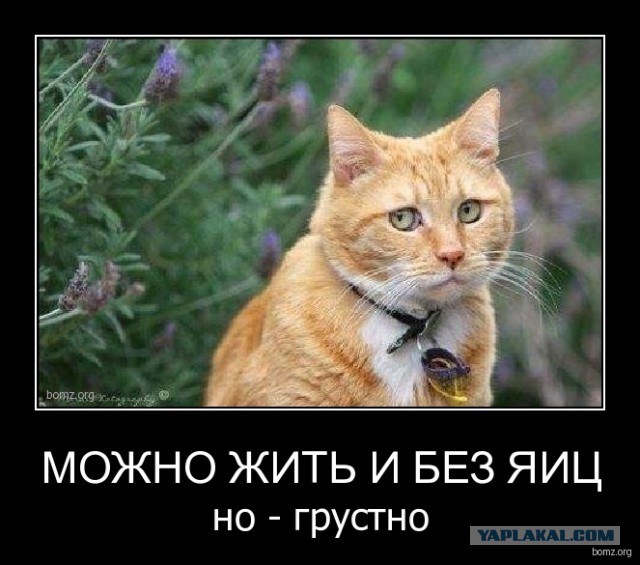 Популярные мемы на ЯПе