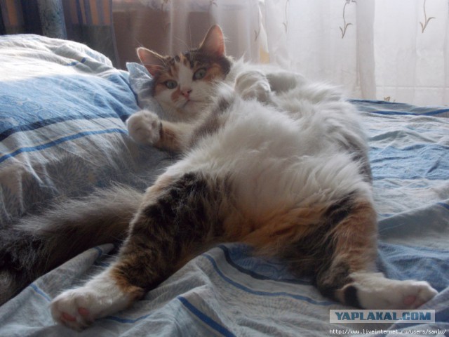 Котовторник 11.11.2014