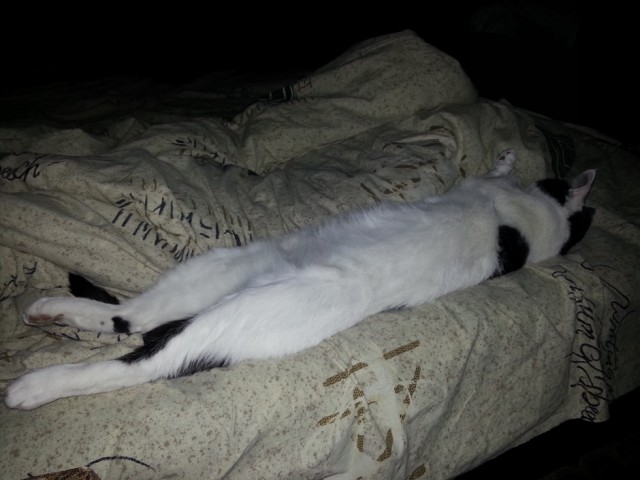 Котэ, которых застали врасплох