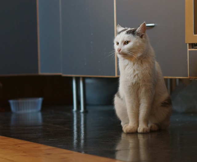Котенок Дохлик щас