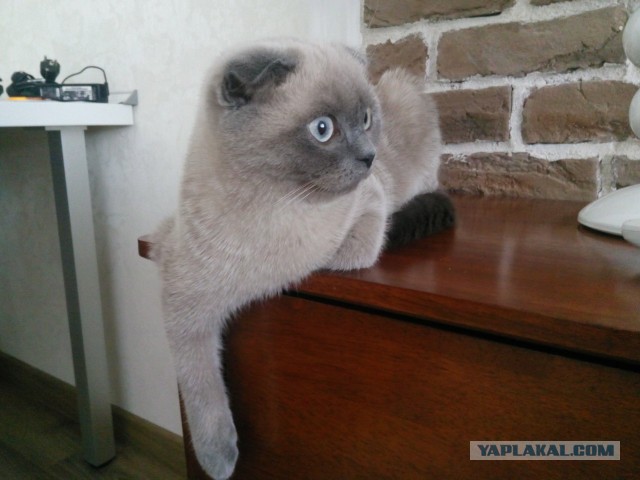 Зверь в доме