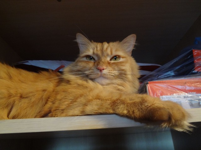 Котовторник 07 04 2015