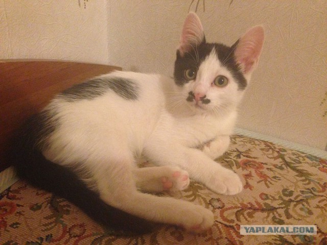 Котиков пост