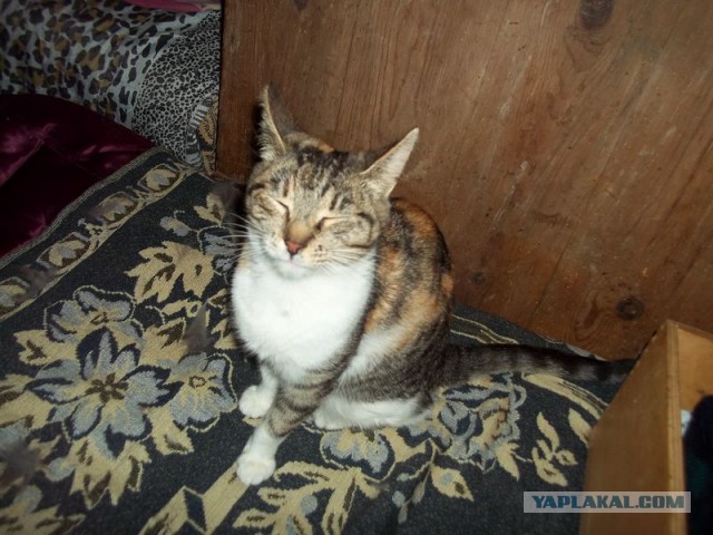 Жизнь домашнего приюта для котеек 80