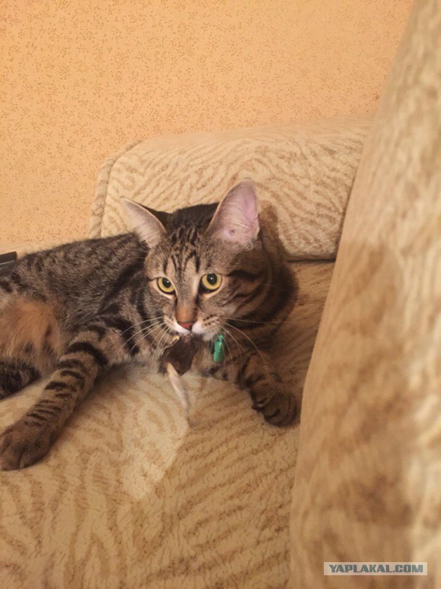 Котовторник 22.12.2015