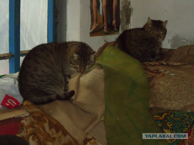 Мой личный котоленд 5