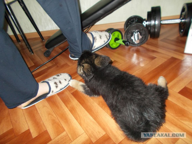 Ивановский питомец