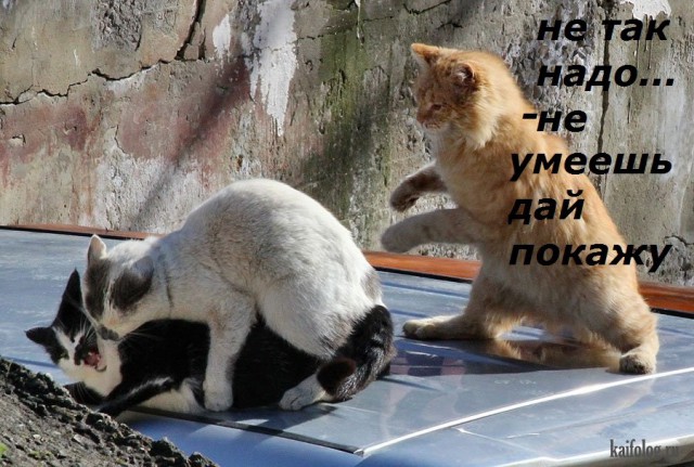 Мой кот, мои правила!