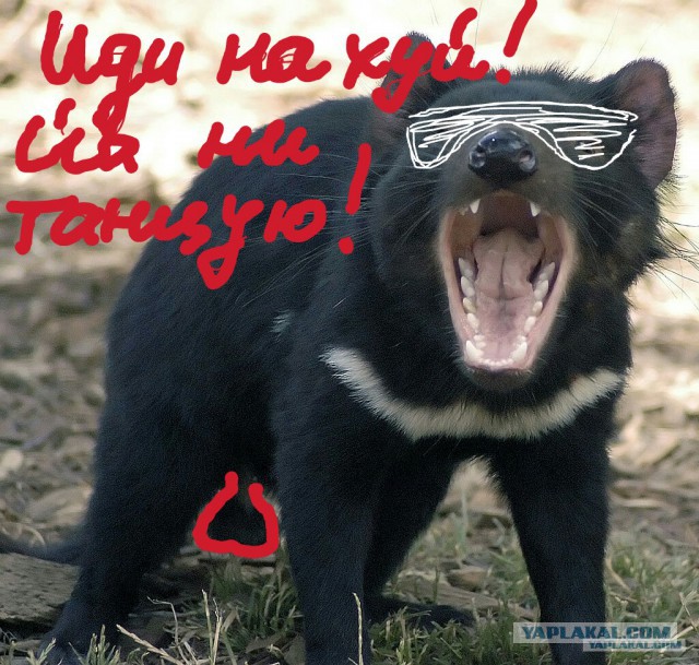 Тасманский дъявол