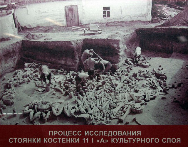 Житель якутского села нашёл в огороде бивни мамонта возрастом 400 тыс. лет