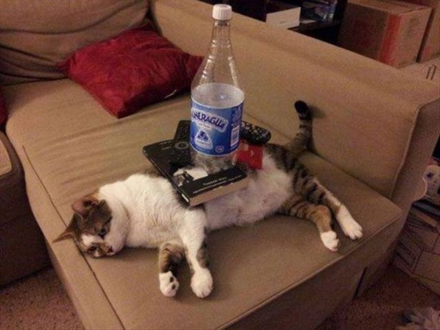 Коты и Кошки