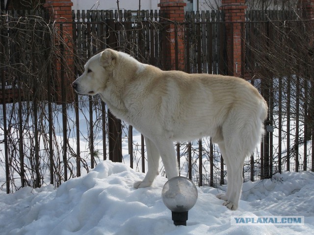 Алабай