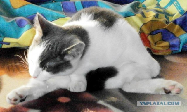 Котовторник 20.03.2018