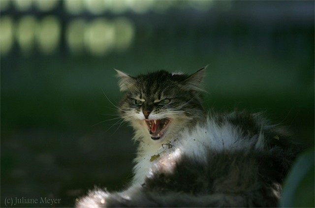 Котовторник ужасов (36 фот)