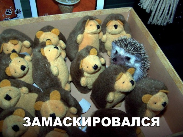 Нестандартный юмор
