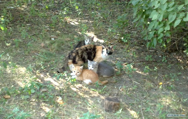 Котовторник!