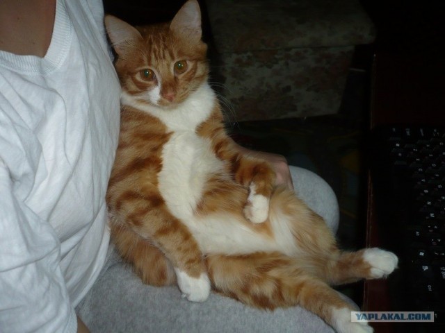 Котовторник! 08.11.11