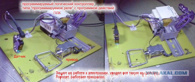 Мышиные будни
