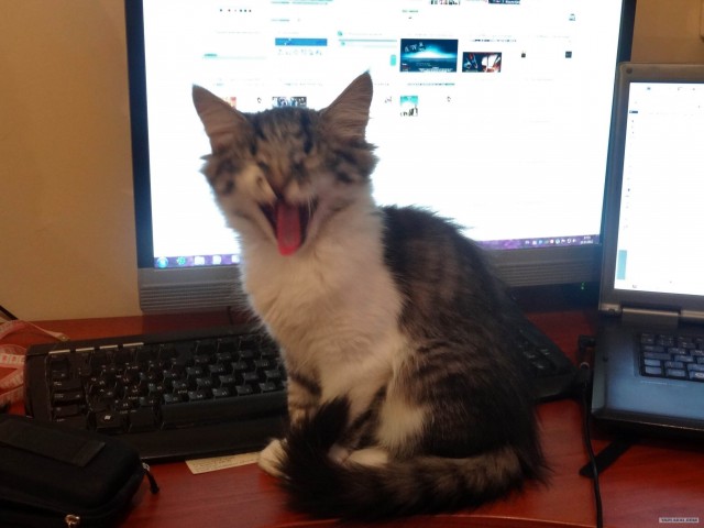 Котовторник! 13.03.2012