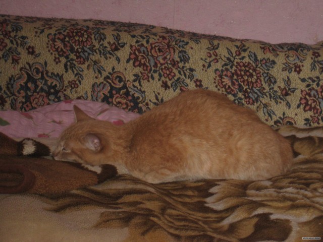 Котовторник 10.04.2012