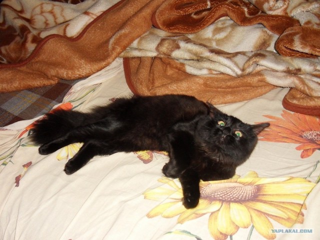 Котовторник 1 мая 2012