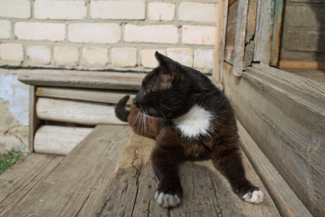 Котовторник 07.08.2012