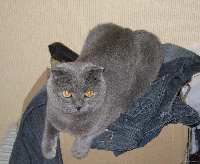 Котовторник  21.08.12